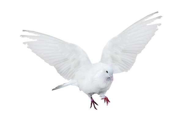 paloma blanca pura voladora aislada
 - Foto, imagen