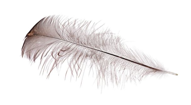 Black Feather On The White Background. Stock Photo, Picture and