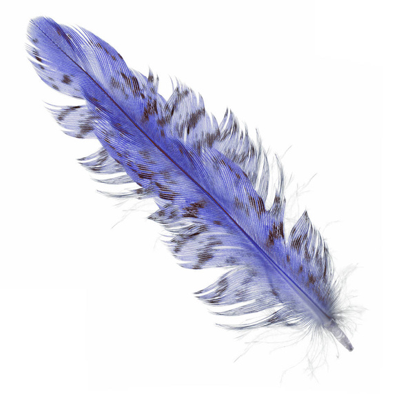einzelne blaue lange Feder mit dunklen Flecken - Foto, Bild