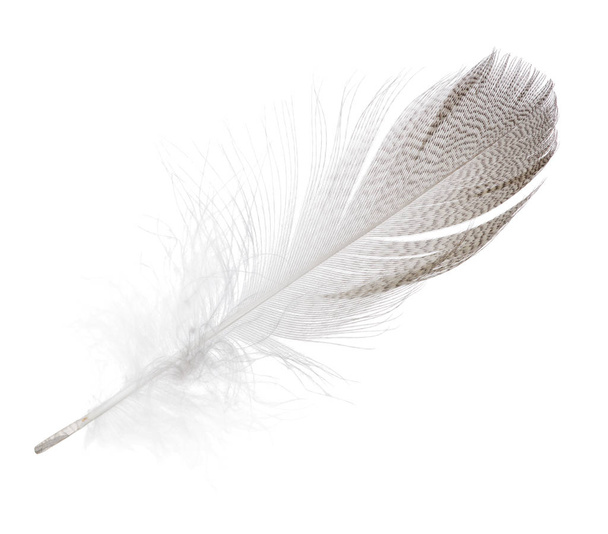 striped seagull straight feather isolated on white - Photo, Image