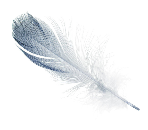 полосатое синее прямое перо, изолированное на белом
 - Фото, изображение