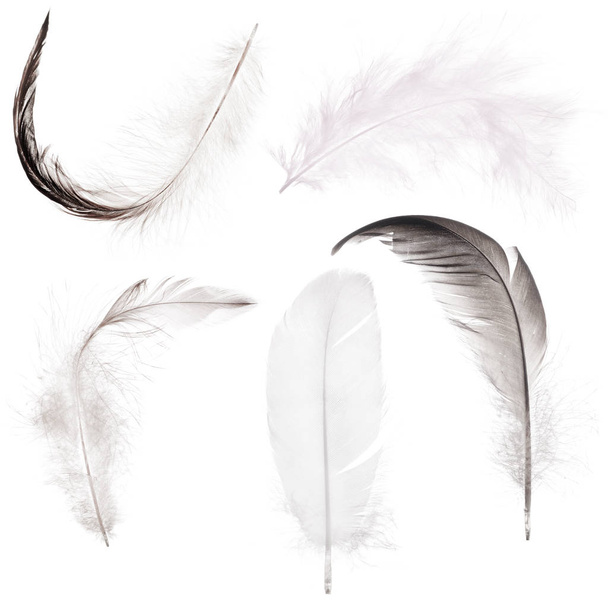 five gray feather isolated on white - Φωτογραφία, εικόνα