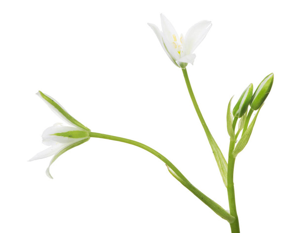 πράσινο και λευκό απομονωμένο κήπο μικρό λουλούδι - Φωτογραφία, εικόνα