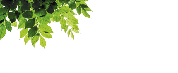 Зеленые листья выделены на белом фоне с копированием пространства - Фото, изображение