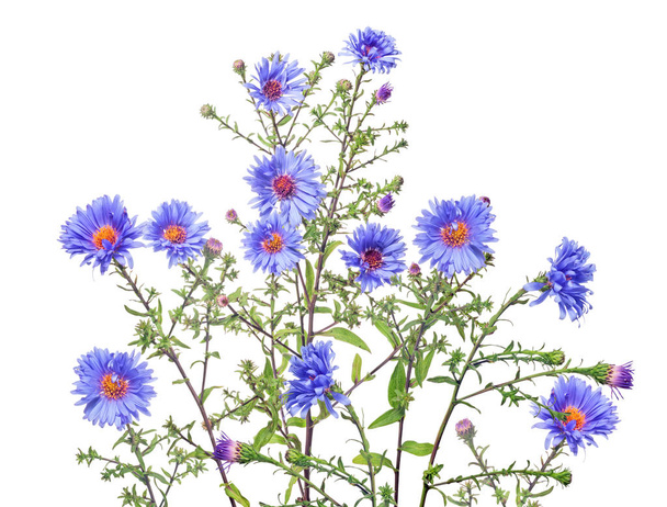 elszigetelt csoport kék színű kerti virágok - Fotó, kép