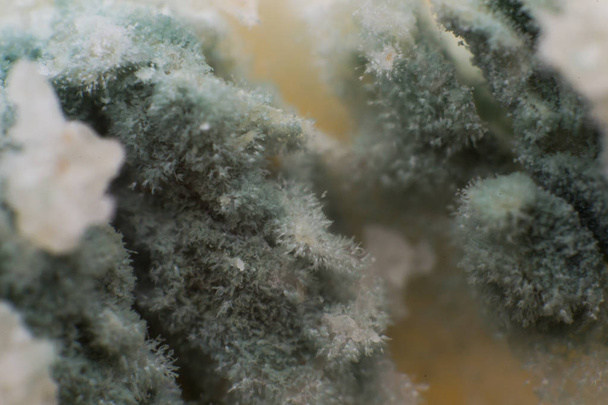 Rhizopus (molde de pan) es un género de hongos saprofitos comunes, ma
 - Foto, Imagen