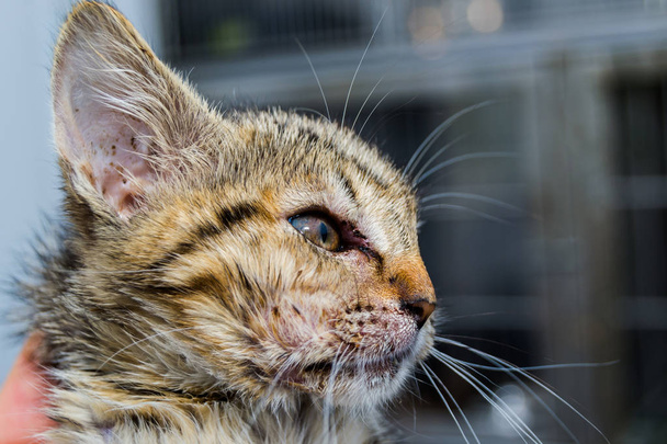 Close-up foto van een kitten met angio-oedeem - Foto, afbeelding