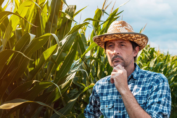 Agronomist is examining development of corn crops in cultivated  - Φωτογραφία, εικόνα
