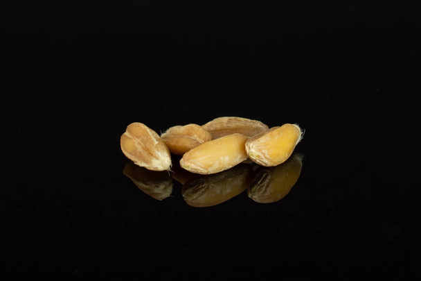 Dinkel wheat grain isolated on black glass - Фото, изображение