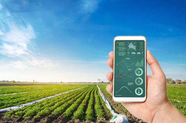 A kéz tart egy okostelefon infographics a háttérben a burgonya ültetvény területén. Innovatív információs technológiák alkalmazása a termés állapotára és a növényigényekre vonatkozó adatok elemzéséhez - Fotó, kép