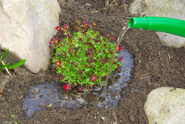 Planting a saxifraga bryoides - Photo, Image