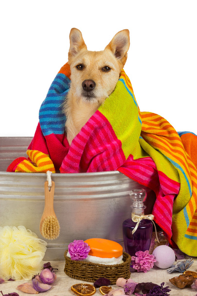 sevimli köpek bir banyodan sonra kurutma - Fotoğraf, Görsel