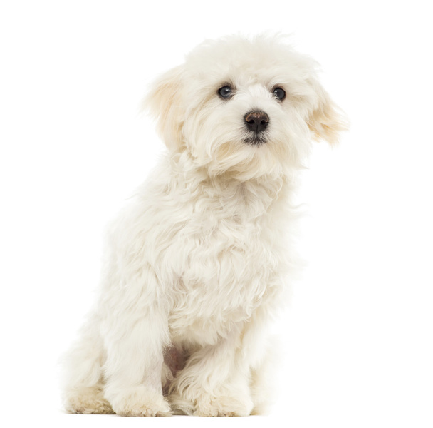 Cachorro maltés sentado, 7 meses, aislado sobre blanco
 - Foto, Imagen