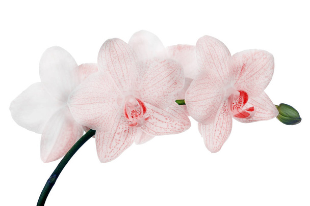 witte fijne orchideeën op rode vlekken - Foto, afbeelding