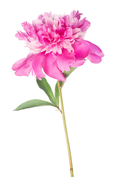 růžový pivoňkový květ se zelenými listy na bílém - Fotografie, Obrázek