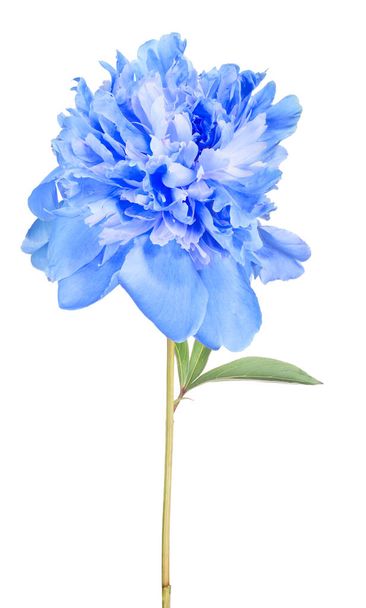 pivoňková modrá květinka se zelenými listy na bílém - Fotografie, Obrázek