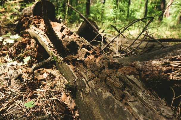 an old rotting tree lying in the middle of the forest - Fotoğraf, Görsel