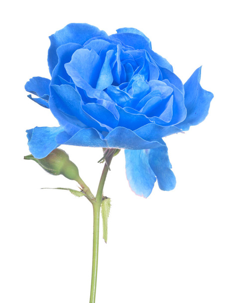 rosa azul brillante aislada con pequeño brote
 - Foto, Imagen