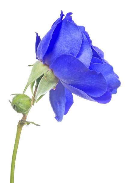 isolated bright blue rose with bud - Valokuva, kuva