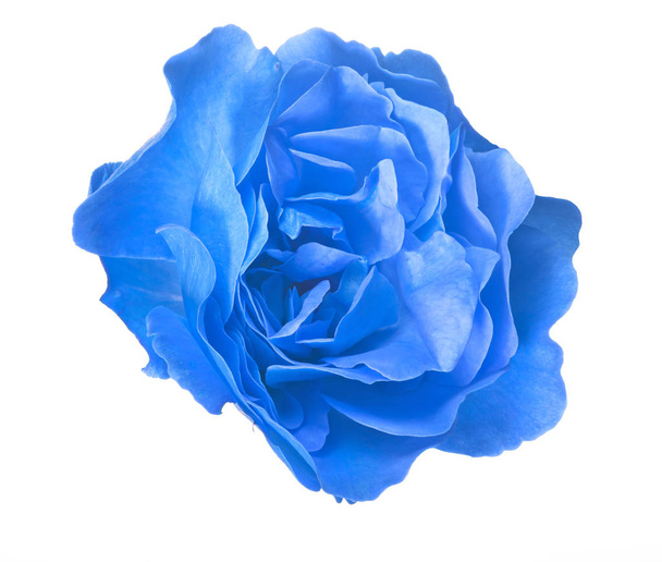 isolated bright blue rose bloom - Photo, Image
