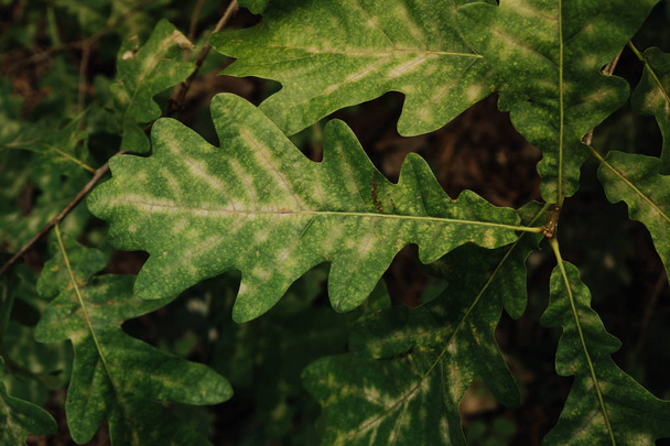 Свежий зеленый дуб листья фона
 - Фото, изображение
