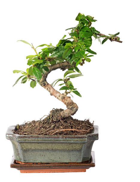 Zöld bonsai fa elszigetelt fehér - Fotó, kép