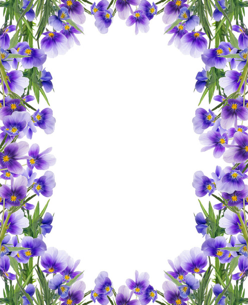 marco de flores de pansy lila en blanco - Foto, imagen
