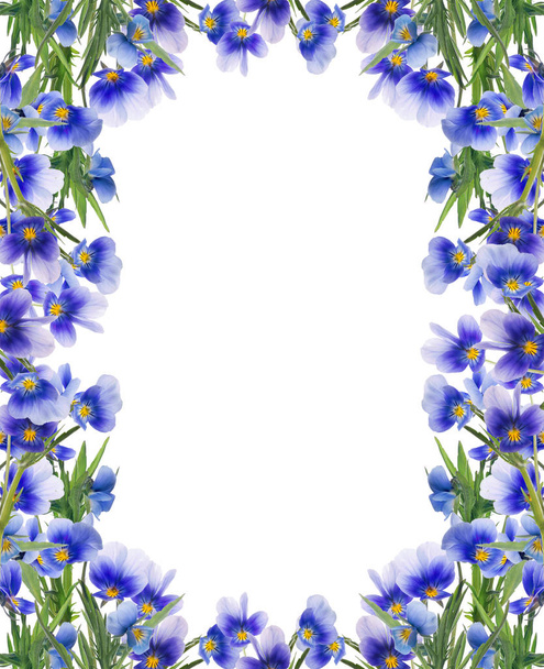 keret kék árvácska virágok fehér - Fotó, kép