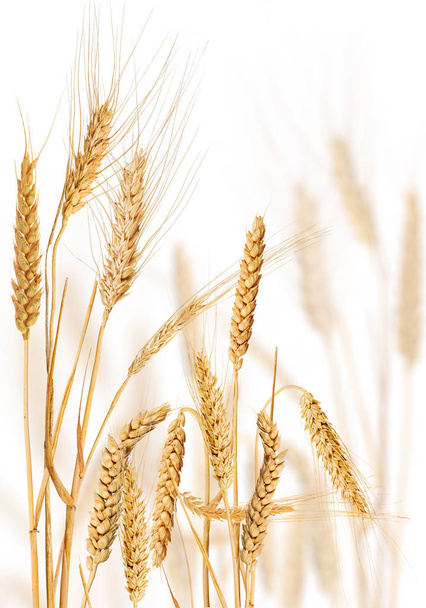 composition with golden ears of cereals - Photo, Image