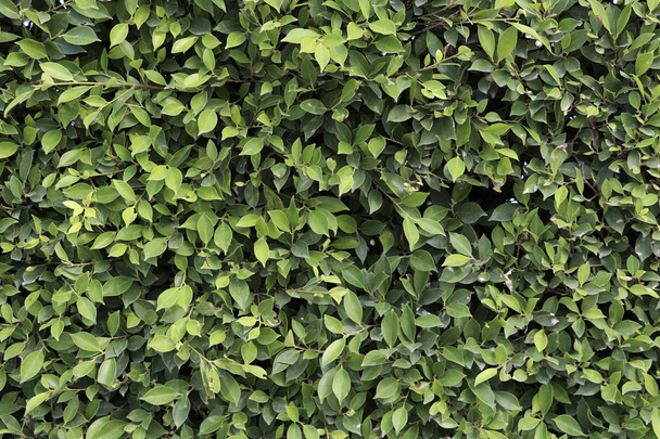 Green leaf background. Banyan Tree green leaf background. - 写真・画像
