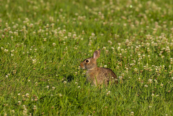 Conejo de cola de algodón (Lepus sylvaticus) en el prado, escena de la naturaleza de Wisconsin
 - Foto, Imagen