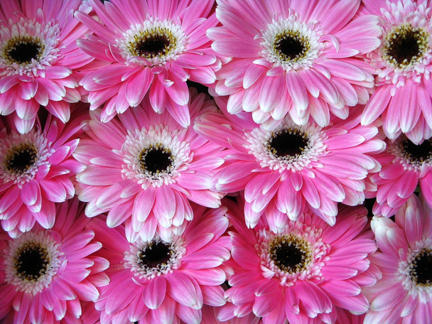 Flores de gerber rosadas - fondo
 - Foto, Imagen