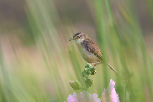 close up cute bird with flowers in nature  - Valokuva, kuva