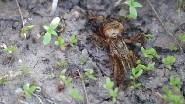ein kleiner Schwarm schwarzer Ameisen greift eine verletzte Maulwurfgrille (gryllotalpidae) an. Kampf ums Leben in der Insektenwelt. - Filmmaterial, Video