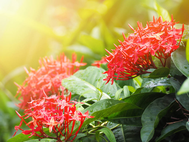 red spike flower with green leaves in the garden. - Photo, Image