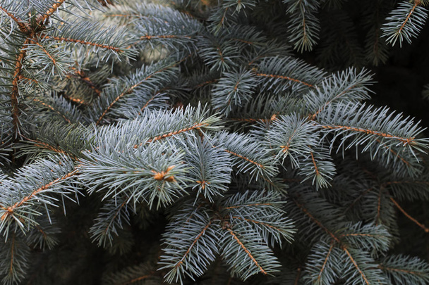 スプルースの木のブランス。背景としてのクリスマスモミ - 写真・画像