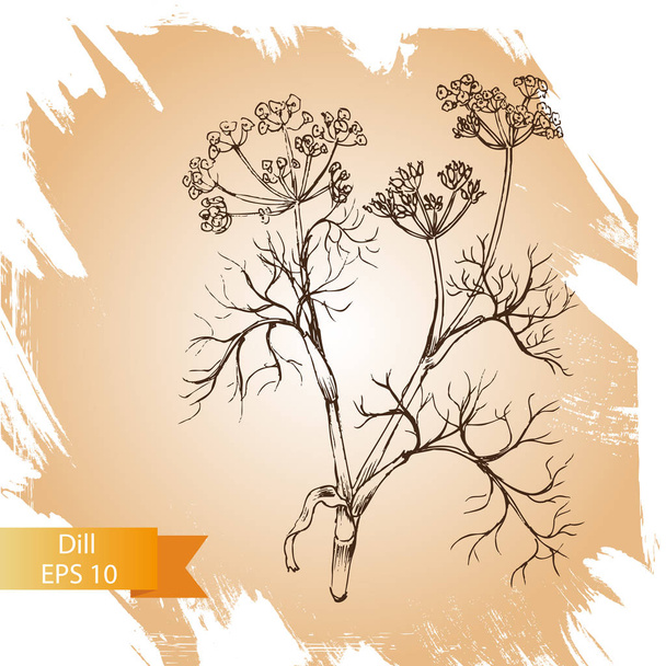 Vector background sketch herbs - dill. food card - Vector, imagen