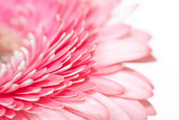 ガーベラ ピンクのヒナギクのクローズ アップ写真 - 写真・画像