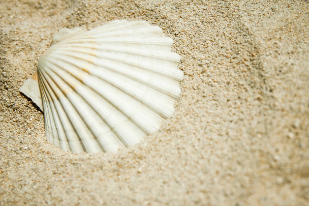 beautiful seashells by the sea on nature background - Photo, Image