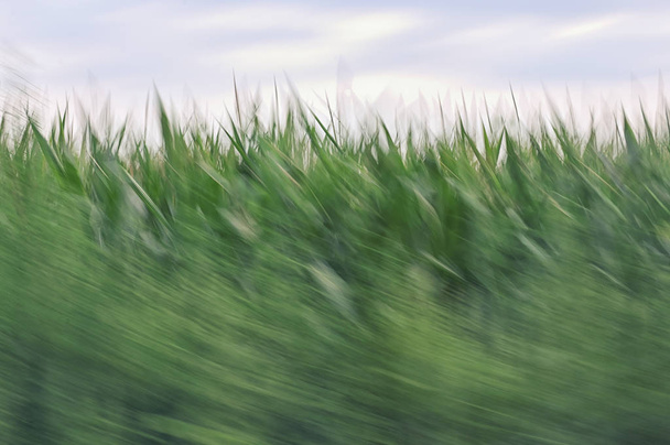 Desenfoque de movimiento en campo de maíz
 - Foto, imagen