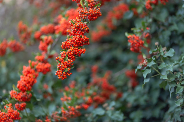 Red berries of the hawthorn grow on the branches. Nature blurred background. Shallow depth of field. - Photo, Image