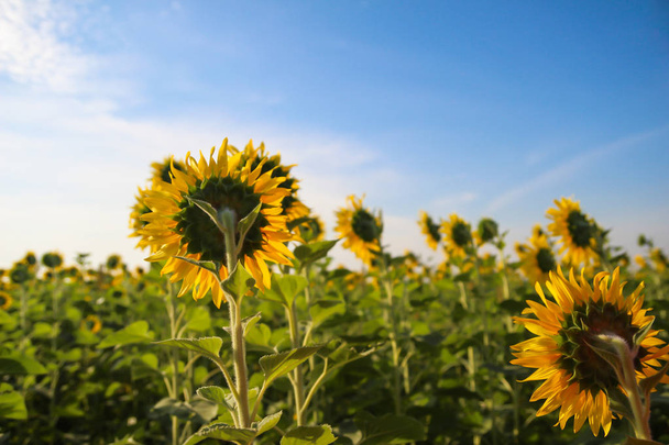 The back of the sunflower field with blue sky  - Photo, Image