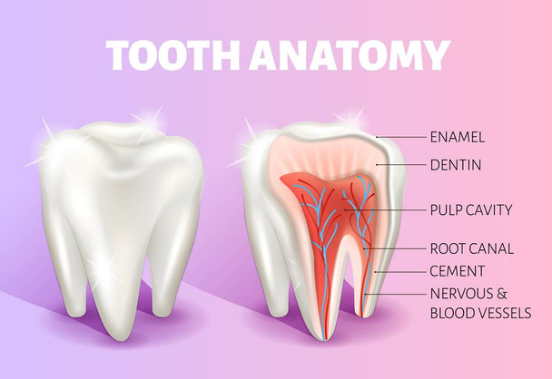 Infografiken zur Zahnanatomie. Realistische 3D-Vektor medizinische Banner oder Poster. - Vektor, Bild