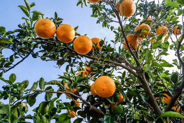 Апельсины на дереве перед уборкой с голубым небом
 - Фото, изображение