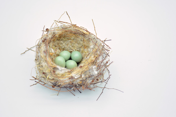 卵を産む野鳥の巣 - 写真・画像