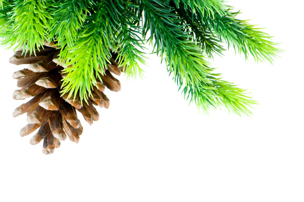 κώνου και το χριστουγεννιάτικο δέντρο που απομονώνονται - Φωτογραφία, εικόνα