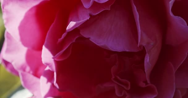 Vaaleanpunainen ruusunnuppu puutarhassa
 - Materiaali, video
