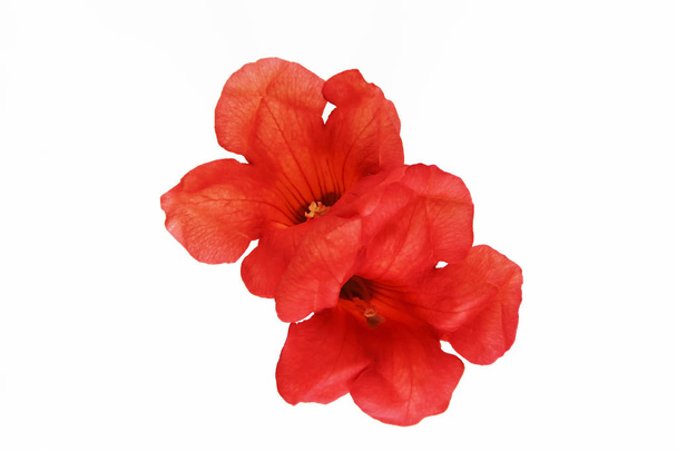 natural red orange nasturtium flowers with a petals on white background - Photo, Image
