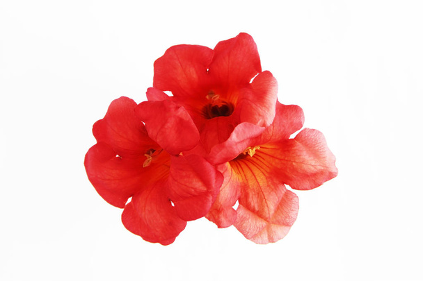 natural red orange nasturtium flowers with a petals on white background - Photo, Image
