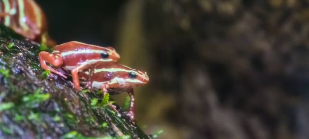 paar kleurige Poison Dart Kikkers zitten samen, populaire tropische huisdieren, bedreigde amfian specie uit Ecuador - Foto, afbeelding